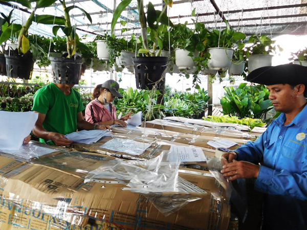 Cách vận chuyển cây cảnh đi xa nhanh chóng 