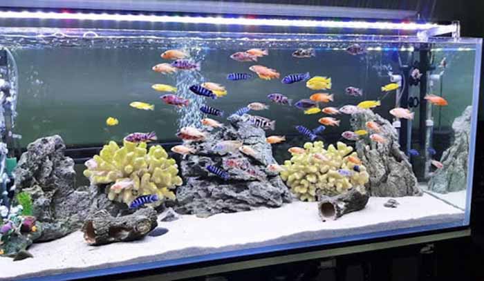 dịch vụ chuyển bể cá cảnh của Thành Hưng
