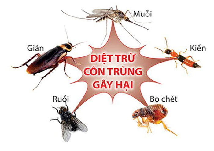 Cách diệt trừ mối - Kiến ba khoang hiệu quả Cách diệt trừ mối - Kiến ba khoang hiệu quả