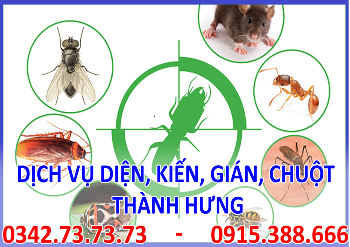 Dịch vụ diệt, kiến, gián, mối, chuột tại Hà Nội